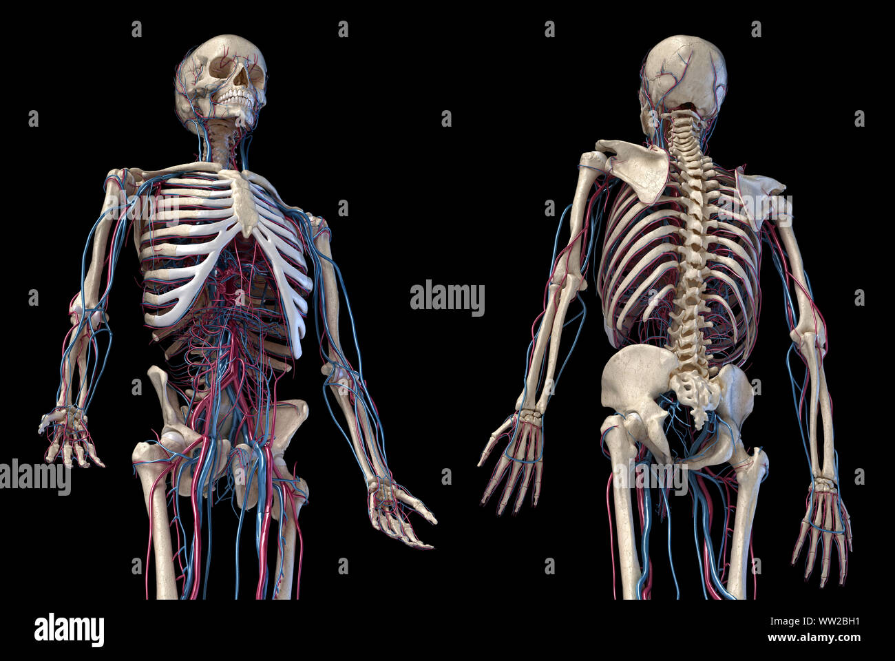 Der menschlichen Anatomie, 3D-Darstellung der Skelett mit Herz-Kreislauf-System. Perspektivische Ansicht von 3/4 oberen Teil, Vorder- und Rückseite. Auf schwarz backgrou Stockfoto