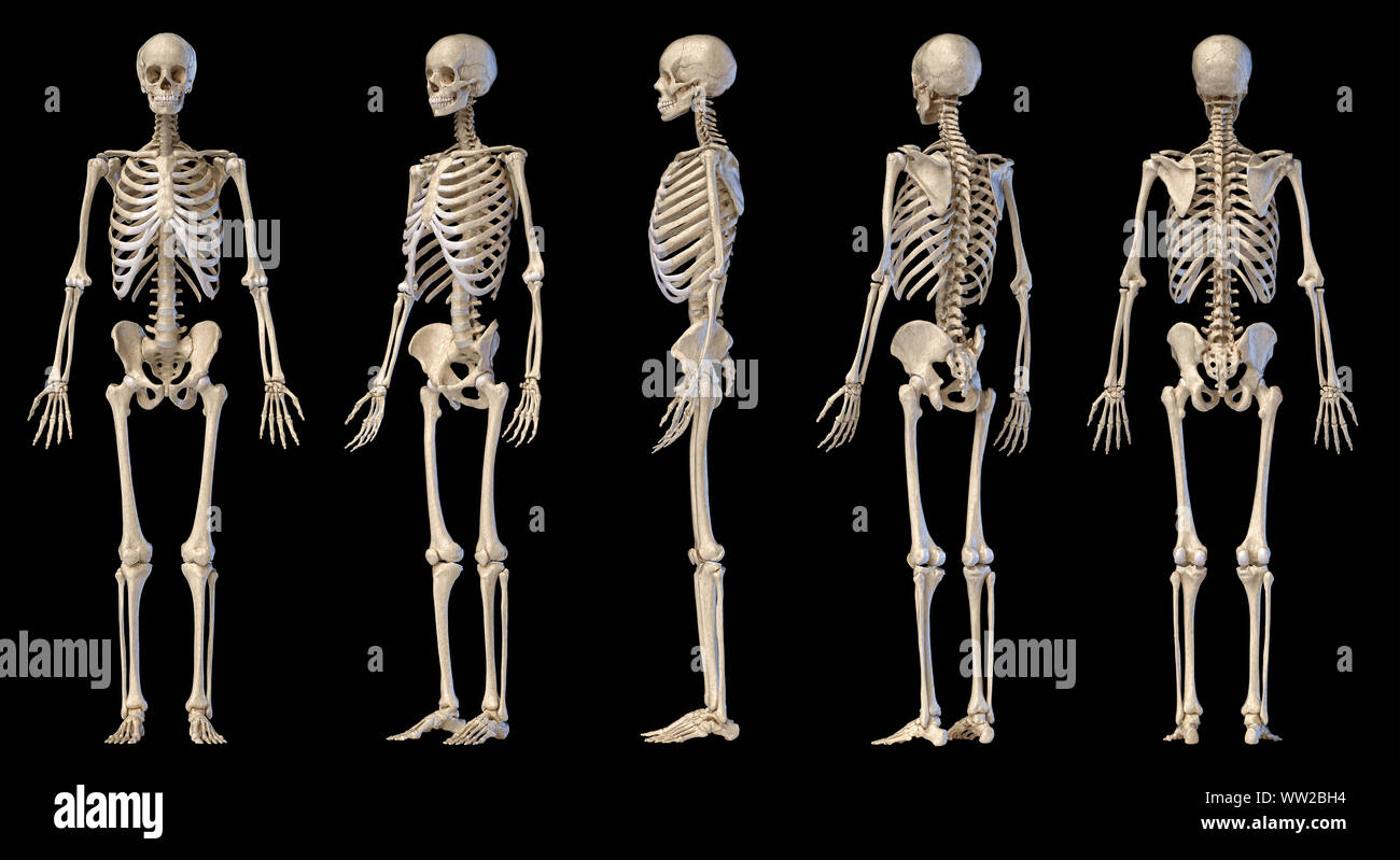 Die menschliche Anatomie full body männlichen Skelett. Fünf Ansichten. Perspektive, Vorne hinten und seitlich auf schwarzem Hintergrund. 3D-Darstellung. Stockfoto