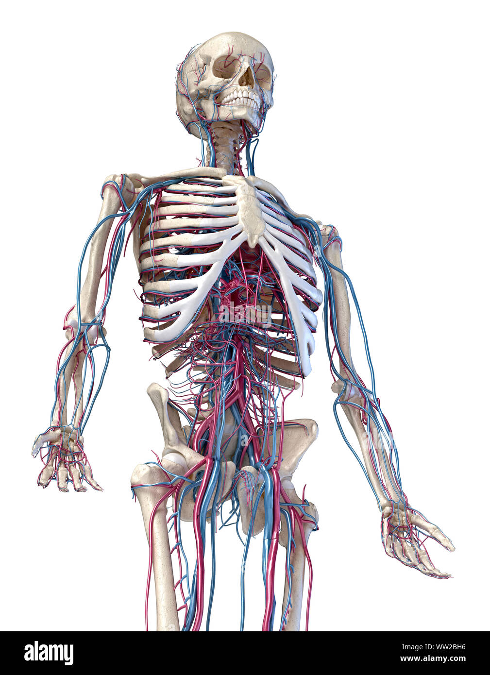 Der menschlichen Anatomie, 3D-Darstellung der Skelett mit Herz-Kreislauf-System. Perspektivische Ansicht von 3/4 oberen Teil der Vorderseite. Auf weissem Hintergrund. Stockfoto