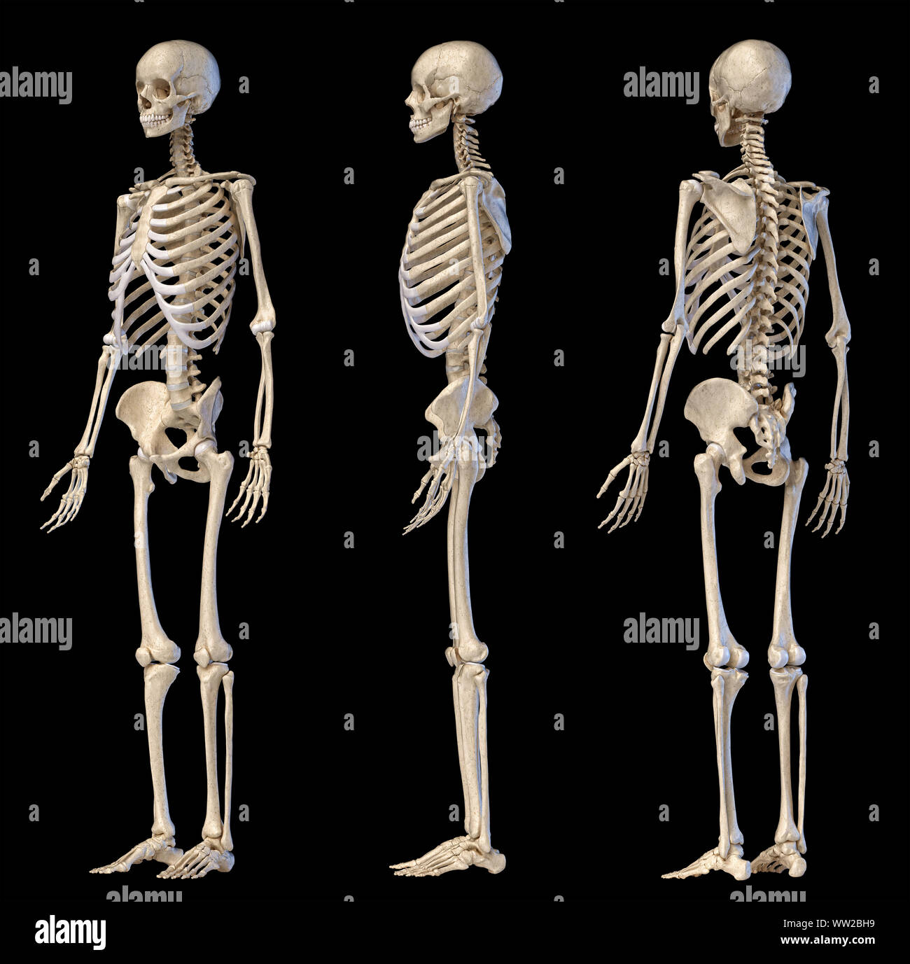 Die menschliche Anatomie full body männlichen Skelett. Drei Ansichten. Perspektive vorne hinten und seitlich auf schwarzem Hintergrund. 3D-Darstellung. Stockfoto