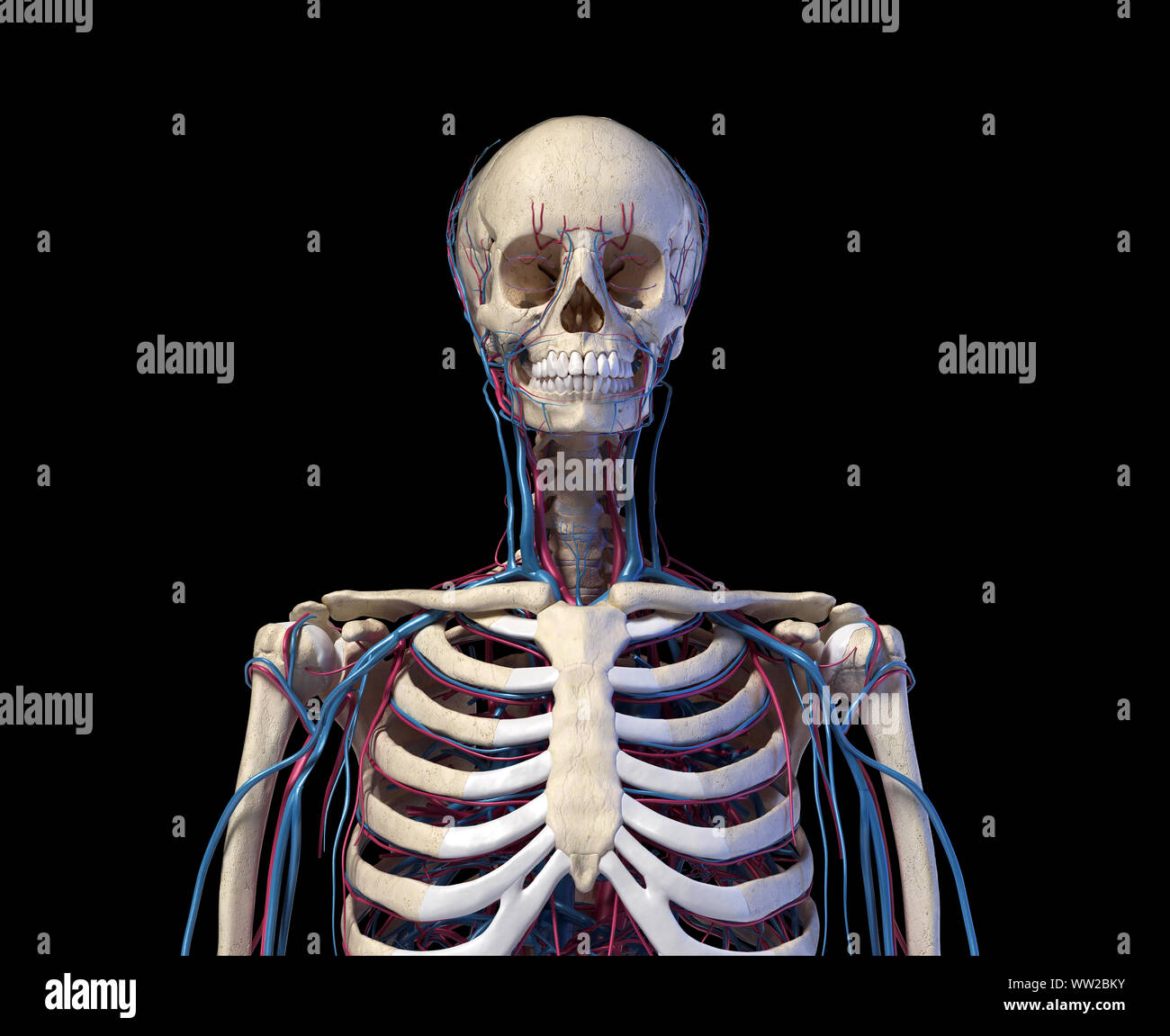 Die menschliche Anatomie. Skelett des Torso mit Venen und Arterien. Vorderansicht. Auf schwarzem Hintergrund. 3D-Darstellung. Stockfoto