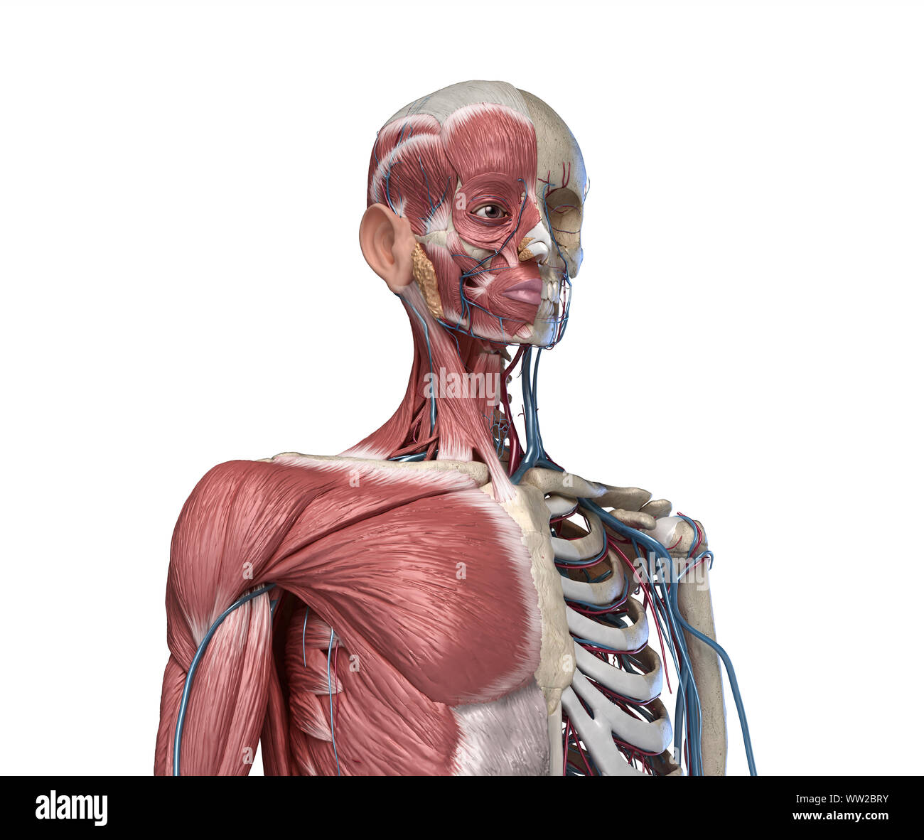 Die menschliche Anatomie Skelett Torso mit Muskeln, Venen und Arterien. vordere Perspektive betrachten, auf weißem Hintergrund. 3D-Anatomie Illustration Stockfoto