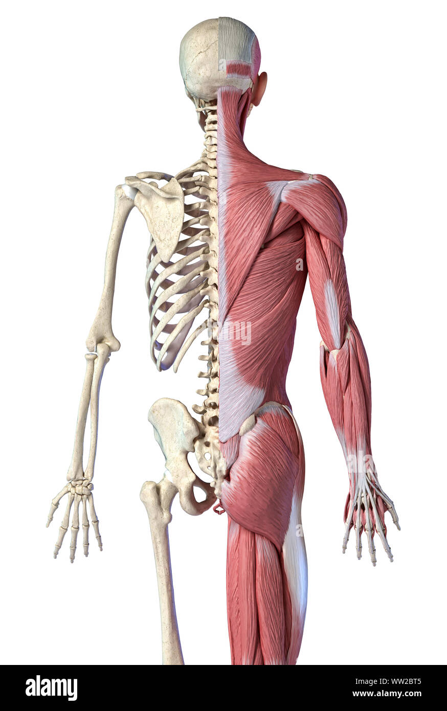 Die männliche Anatomie, 3/4 Abbildung Muskel- und Skeletterkrankungen Systeme, Rückansicht auf weißem Hintergrund. 3D-Anatomie Illustration. Stockfoto