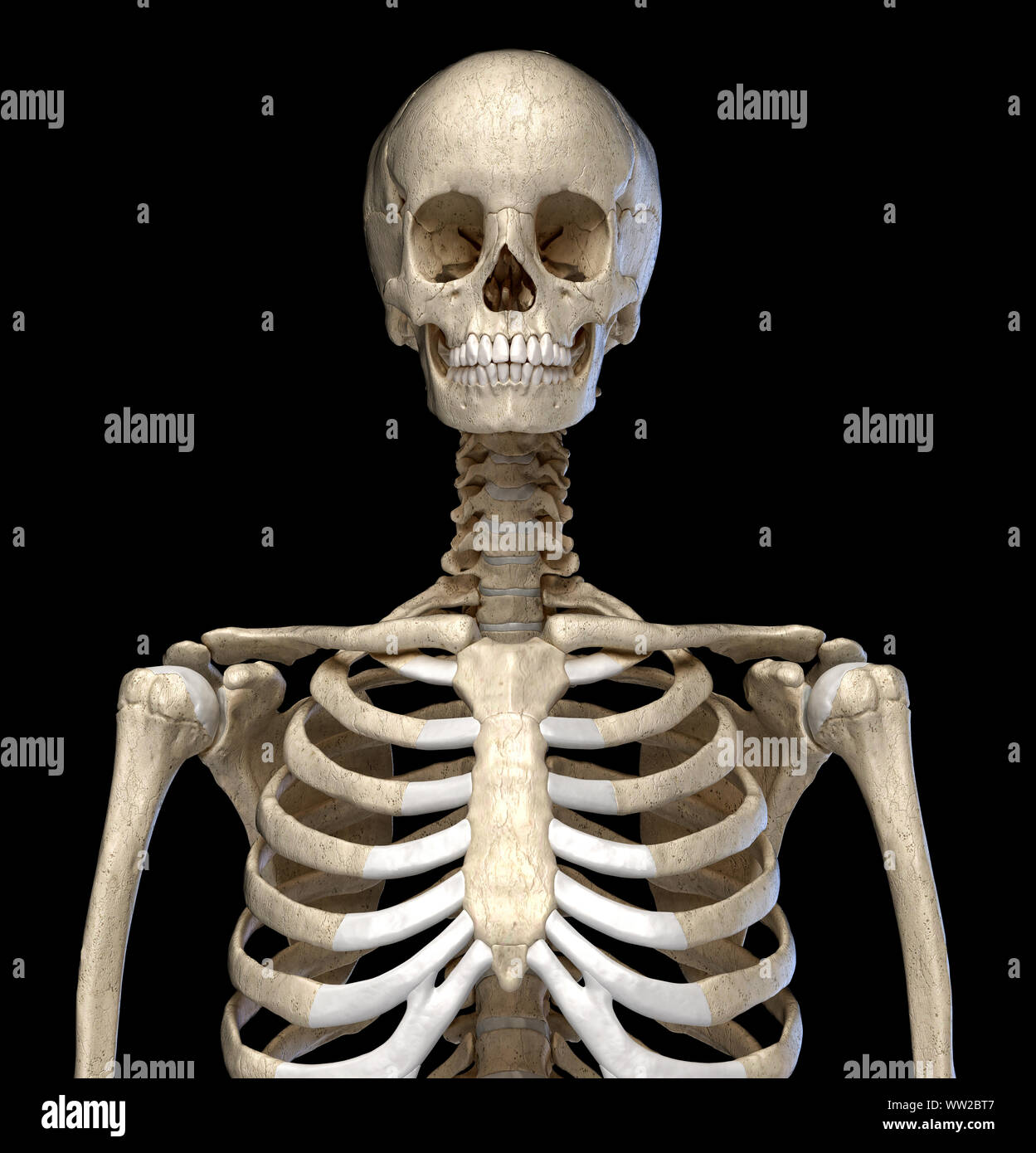 Der menschlichen Anatomie, Skelettsystem des Torsos. Von vorne betrachtet. Auf schwarzem Hintergrund. 3D-Darstellung. Stockfoto