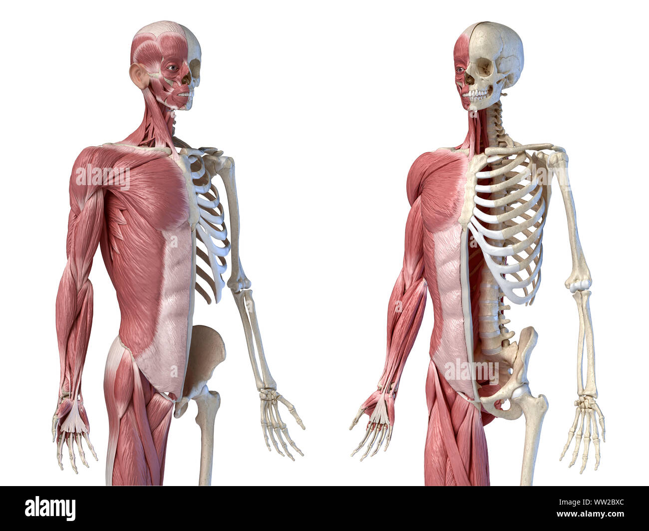 Die männliche Anatomie, 3/4 Abbildung Muskel- und Skeletterkrankungen Systeme, zwei frontale Perspektive. auf weißem Hintergrund. 3D-Anatomie Illustration. Stockfoto