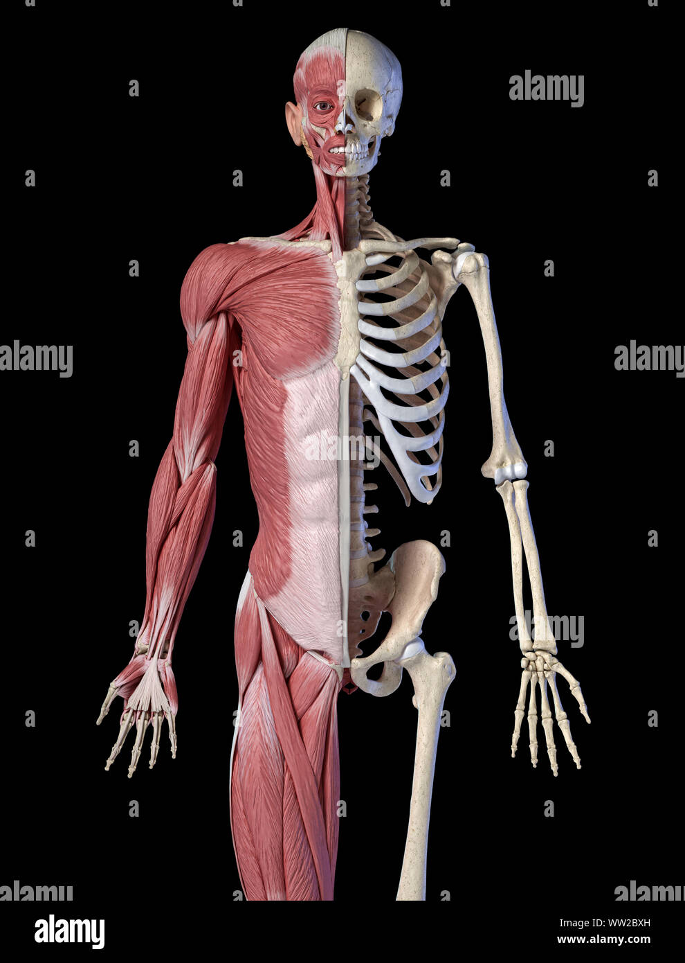 Die männliche Anatomie, 3/4 Abbildung Muskel- und Skeletterkrankungen Systeme, Vorderansicht auf schwarzen Hintergrund. 3D-Anatomie Illustration. Stockfoto