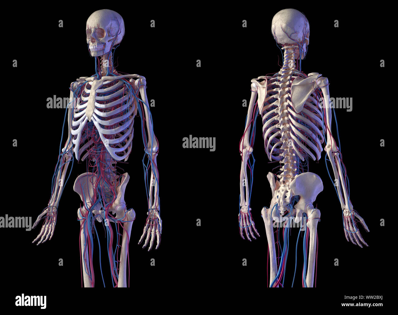 Menschliche Körper Anatomie. 3D-Darstellung von Knochen- und Herz-Kreislauf-System. Vorder- und Rückseite perspektivischen Ansichten. Auf schwarzem Hintergrund. Stockfoto
