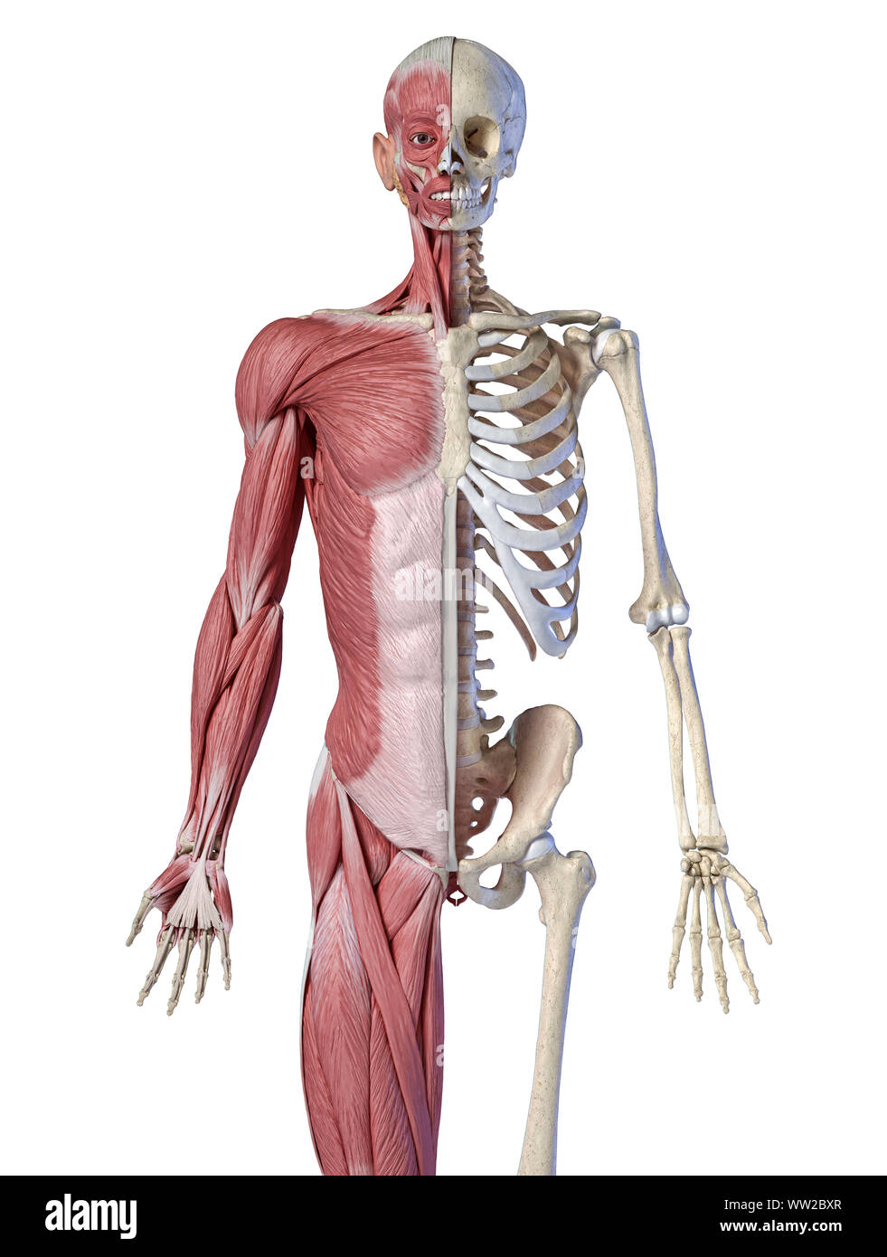 Die männliche Anatomie, 3/4 Abbildung Muskel- und Skeletterkrankungen Systeme, Vorderansicht auf weißem Hintergrund. 3D-Anatomie Illustration. Stockfoto