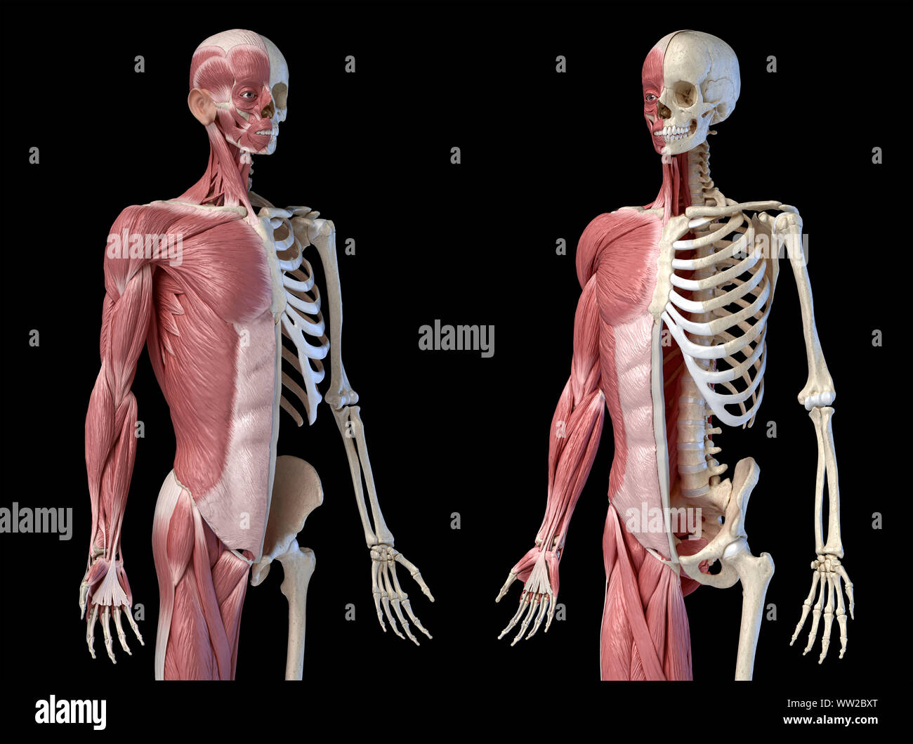 Die männliche Anatomie, 3/4 Abbildung Muskel- und Skeletterkrankungen Systeme, Perspektive vor zwei Ansichten auf schwarzem Hintergrund. 3D-Anatomie Illustration. Stockfoto