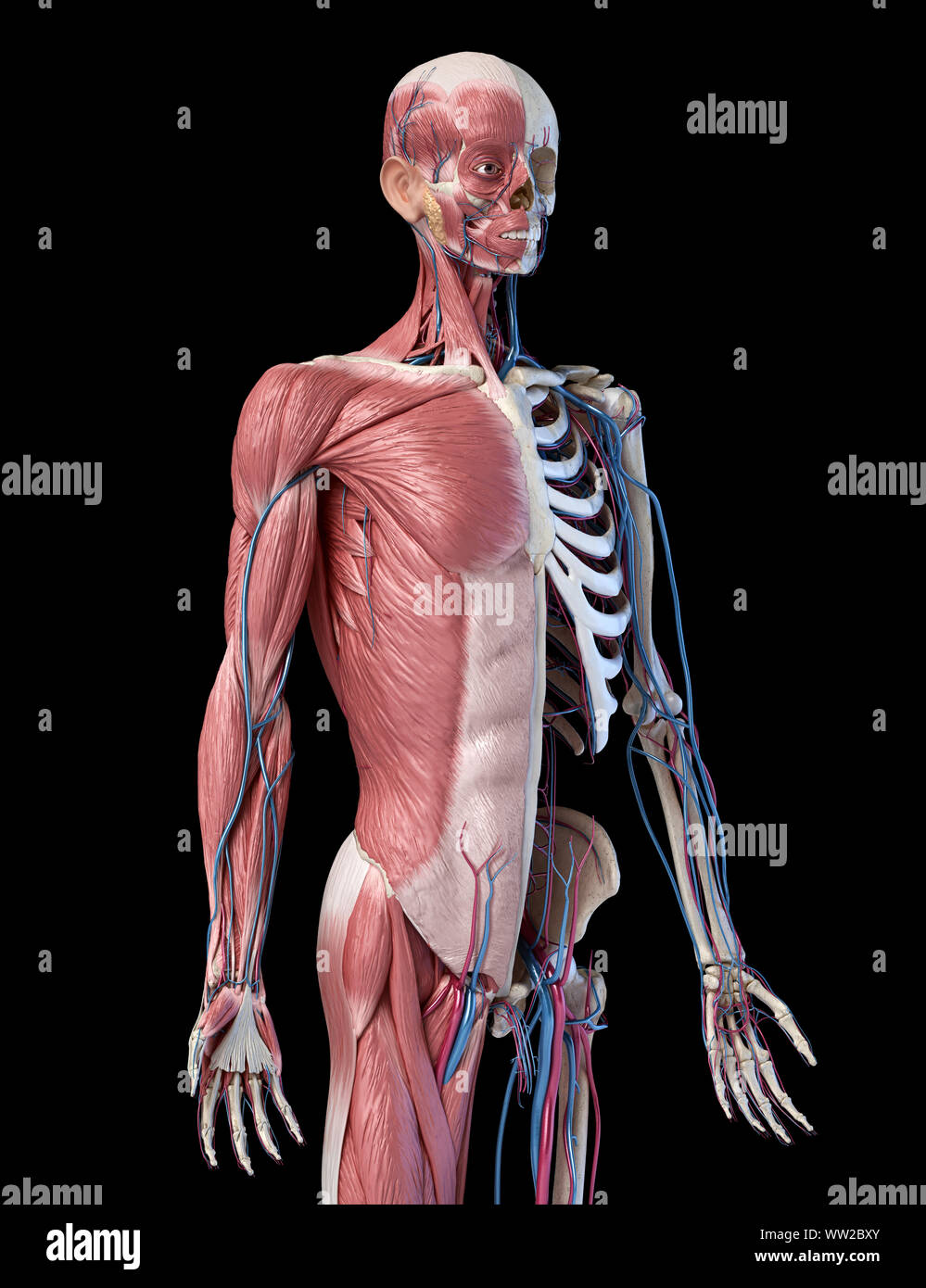 Die menschliche Anatomie 3/4 Körper Skelett, Muskulatur und Herz-Kreislauf-System. Perspektivische Ansicht von vorne, auf schwarzem Hintergrund. 3D-Darstellung Stockfoto