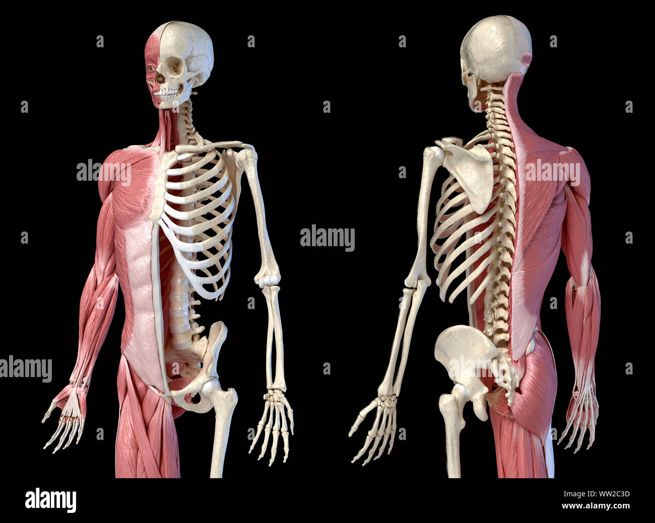 Die männliche Anatomie, 3/4 Abbildung Muskel- und Skeletterkrankungen Systemen für die Front- und Rückseite Perspektive. auf schwarzem Hintergrund. 3D-Anatomie Illustration. Stockfoto