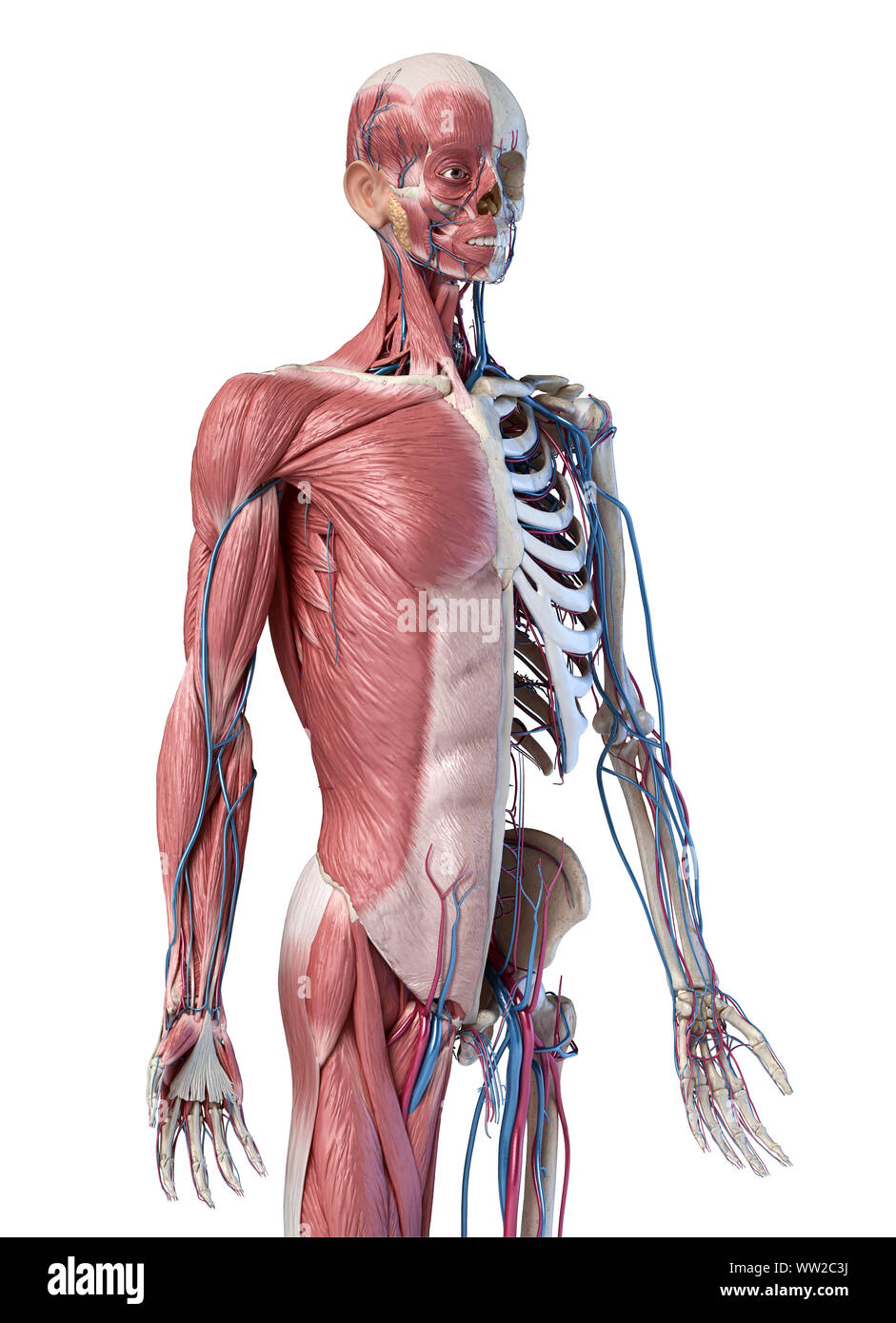 Die Menschliche Anatomie 3 4 Korper Skelett Muskulatur Und Herz Kreislauf System Perspektivische Ansicht Von Vorne Auf Weissem Hintergrund 3d Darstellung Stockfotografie Alamy