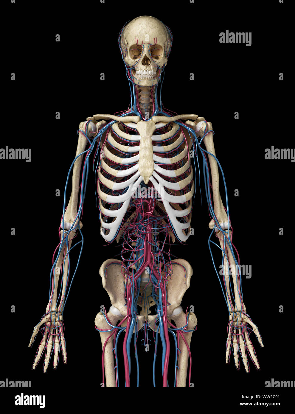 Menschliche Körper Anatomie. 3d-Abbildung: 3/4 Skelett- und Herz-Kreislauf-System. Von vorne betrachtet. Auf schwarzem Hintergrund. Stockfoto