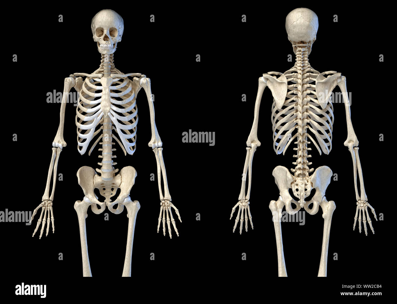 Die menschliche Anatomie 3/4 Körper männlichen Skelett. Vorder- und Rückansicht auf weißem Hintergrund. 3D-Darstellung. Stockfoto