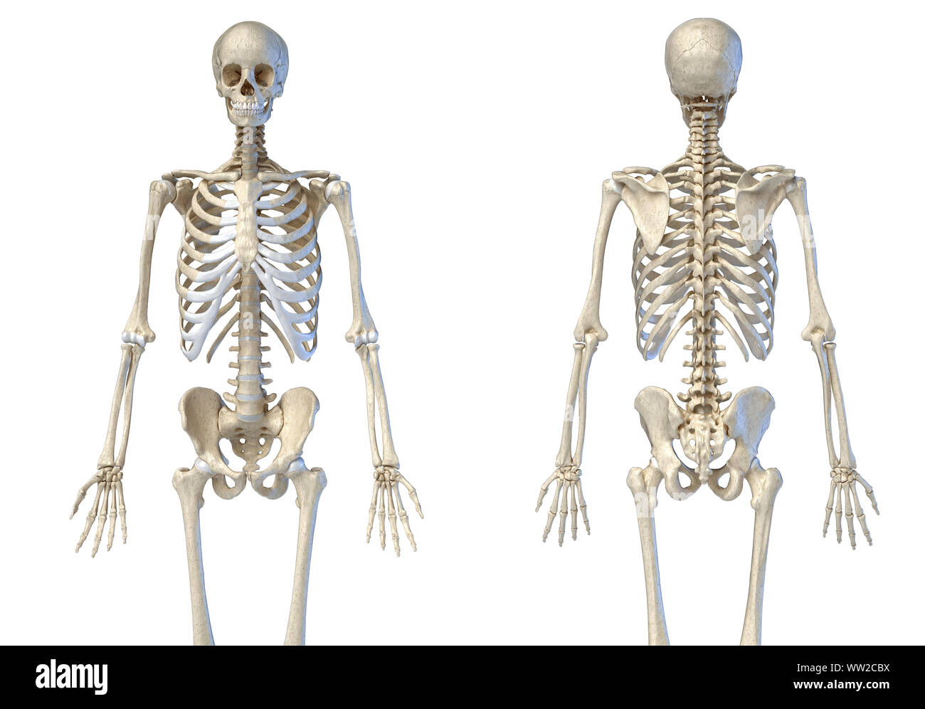 Die menschliche Anatomie 3/4 Körper männlichen Skelett. Vorder- und Rückansicht auf weißem Hintergrund. 3D-Darstellung. Stockfoto
