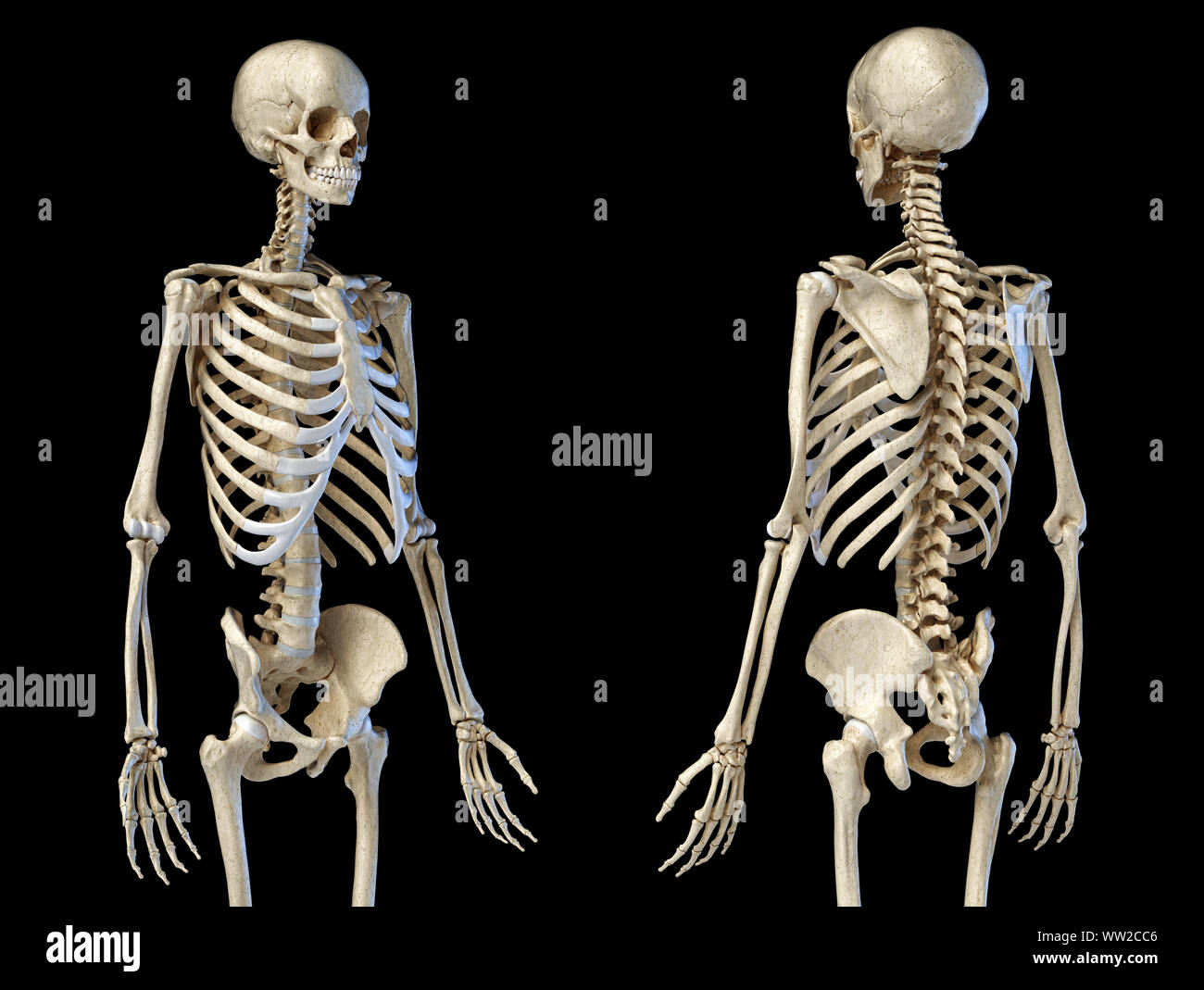 Die menschliche Anatomie 3/4 Körper männlichen Skelett. Perspektive Vorder- und Rückansicht auf schwarzem Hintergrund. 3D-Darstellung. Stockfoto