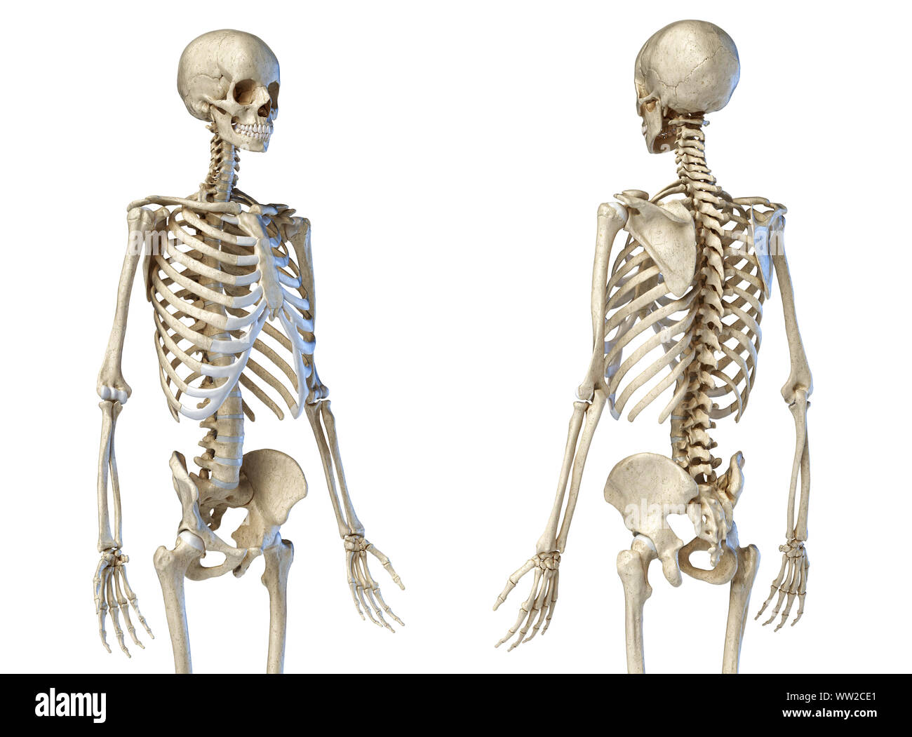 Die menschliche Anatomie 3/4 Körper männlichen Skelett. Perspektive Vorder- und Rückansicht auf weißem Hintergrund. 3D-Darstellung. Stockfoto