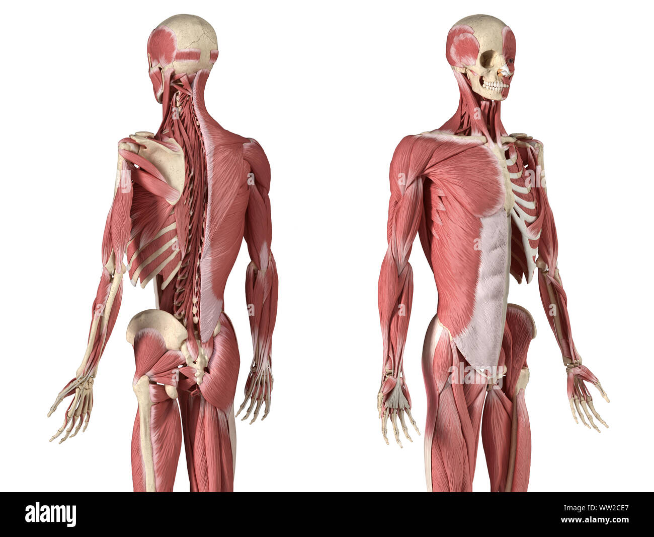 Die männliche Anatomie, 3/4 Abbildung Muskel- und Skeletterkrankungen Systeme, mit interner Muskelschichten. Vorder- und Rückseite Perspektive. auf weißem Hintergrund. 3d ein Stockfoto