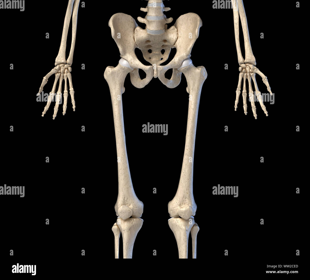 Die menschliche Anatomie, Hüfte, Beine und Hände Skelettsystem. Vorderansicht. Auf schwarzem Hintergrund. 3D-Darstellung. Stockfoto