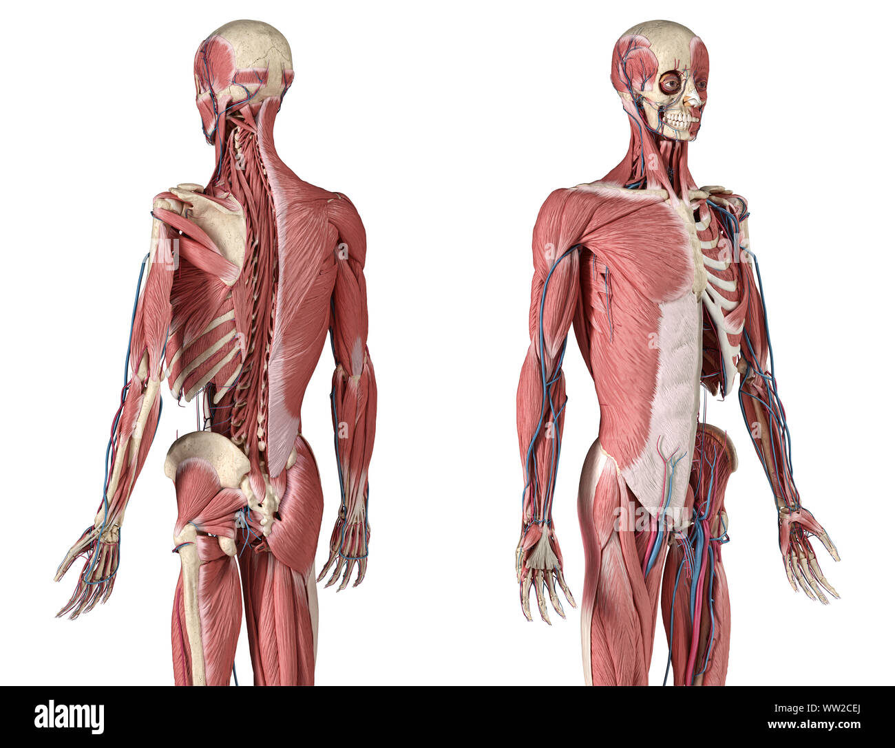 Die menschliche Anatomie 3/4 Körper Skelett, Muskulatur und Herz-Kreislauf-System, mit sub Schichten Muskeln. Perspactive Vorder- und Rückansicht, auf weißem Hintergrund. Stockfoto