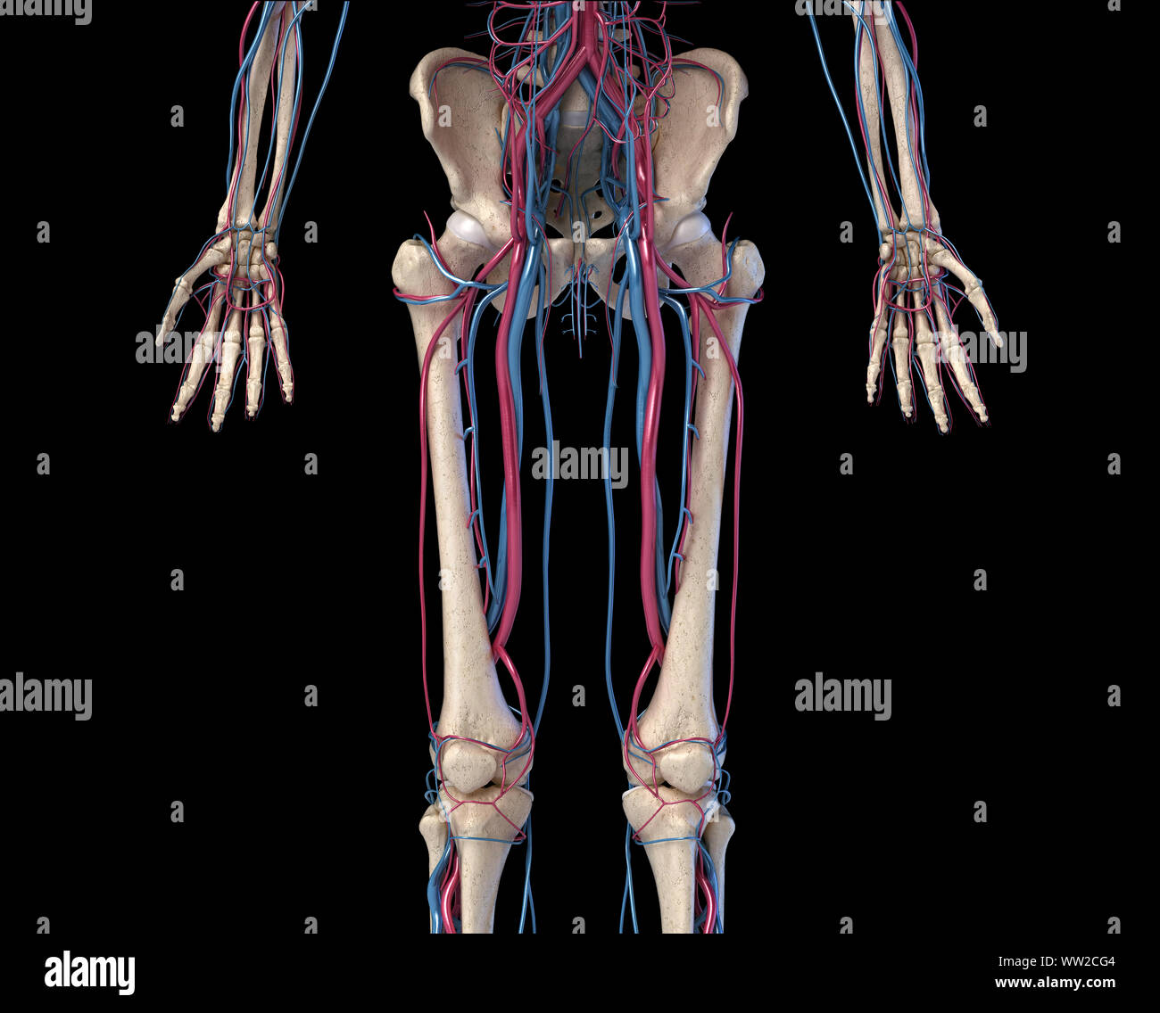 Menschliche Körper Anatomie. 3D-Darstellung der Hüfte, Beine und Hände Skelett- und Herz-Kreislauf-System. Von vorne betrachtet. Auf schwarzem Hintergrund. Stockfoto