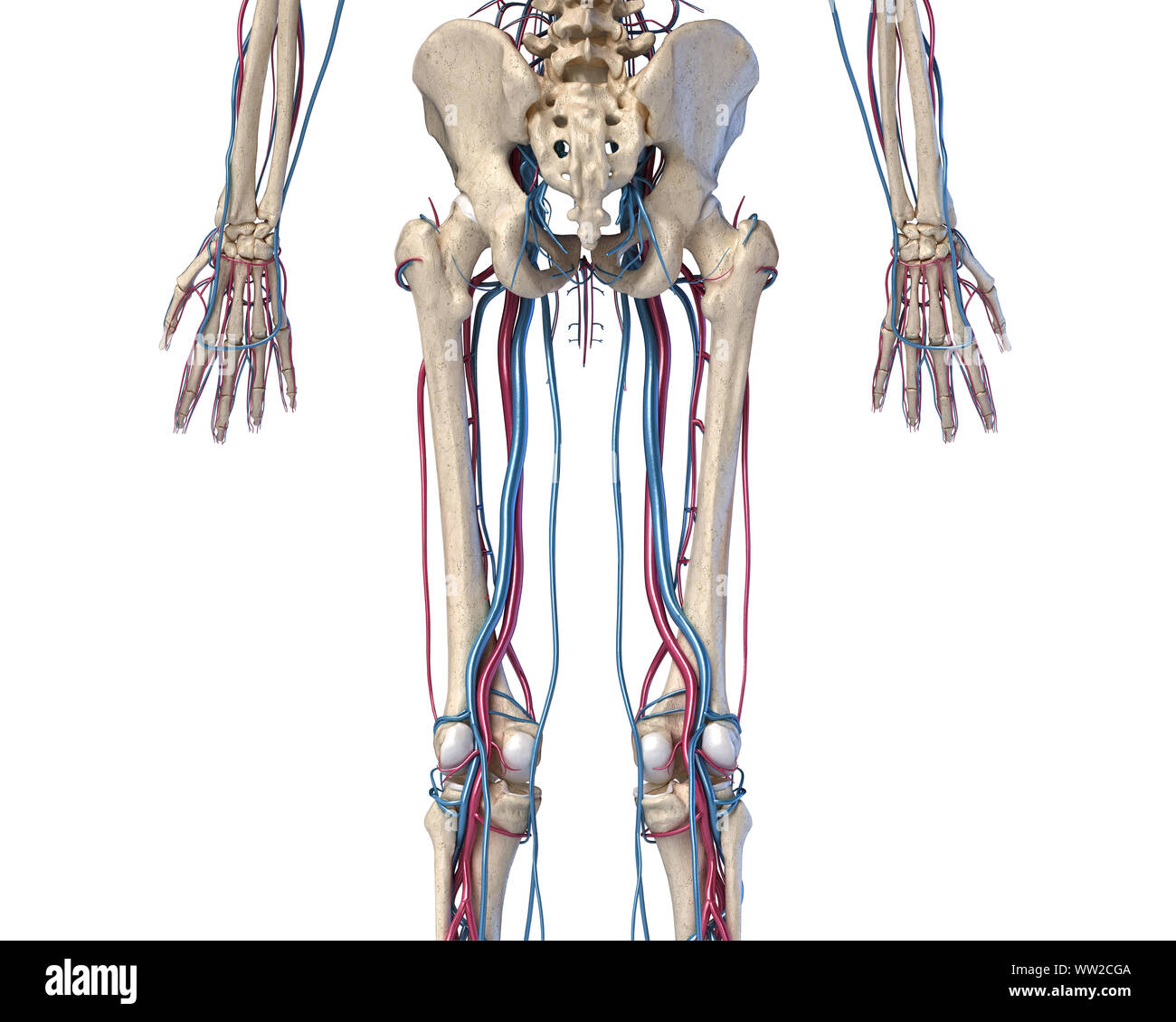 Menschliche Körper Anatomie. 3D-Darstellung der Hüfte, Beine und Hände Skelett- und Herz-Kreislauf-System. Von der Rückseite aus gesehen. Auf weissem Hintergrund. Stockfoto