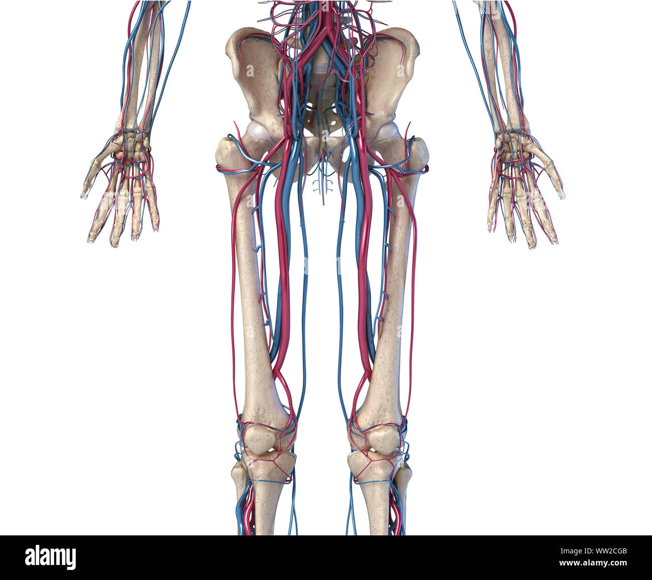 Menschliche Körper Anatomie. 3D-Darstellung der Hüfte, Beine und Hände Skelett- und Herz-Kreislauf-System. Von vorne betrachtet. Auf weissem Hintergrund. Stockfoto