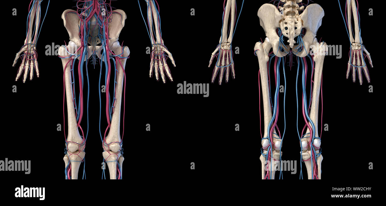 Menschliche Körper Anatomie. 3D-Darstellung der Hüfte, Beine und Hände Skelett- und Herz-Kreislauf-System. Von vorne und von hinten gesehen. Auf schwarzem Hintergrund. Stockfoto