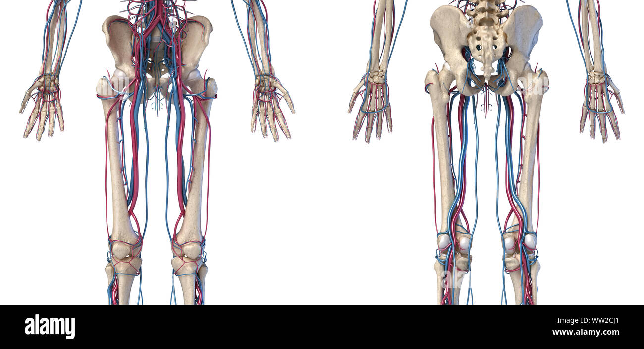 Menschliche Körper Anatomie. 3D-Darstellung der Hüfte, Beine und Hände Skelett- und Herz-Kreislauf-System. Von vorne und von hinten gesehen. Auf weissem Hintergrund. Stockfoto
