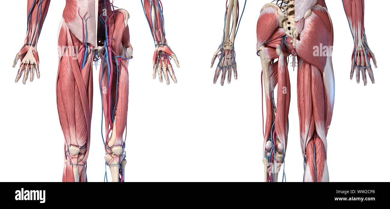 Der menschlichen Anatomie, Gliedmaßen und hip Skelett, Muskulatur und Herz-Kreislauf-System, mit sub Schichten Muskeln. Vorne anche Rückansicht, auf weißem Hintergrund. 3d Stockfoto