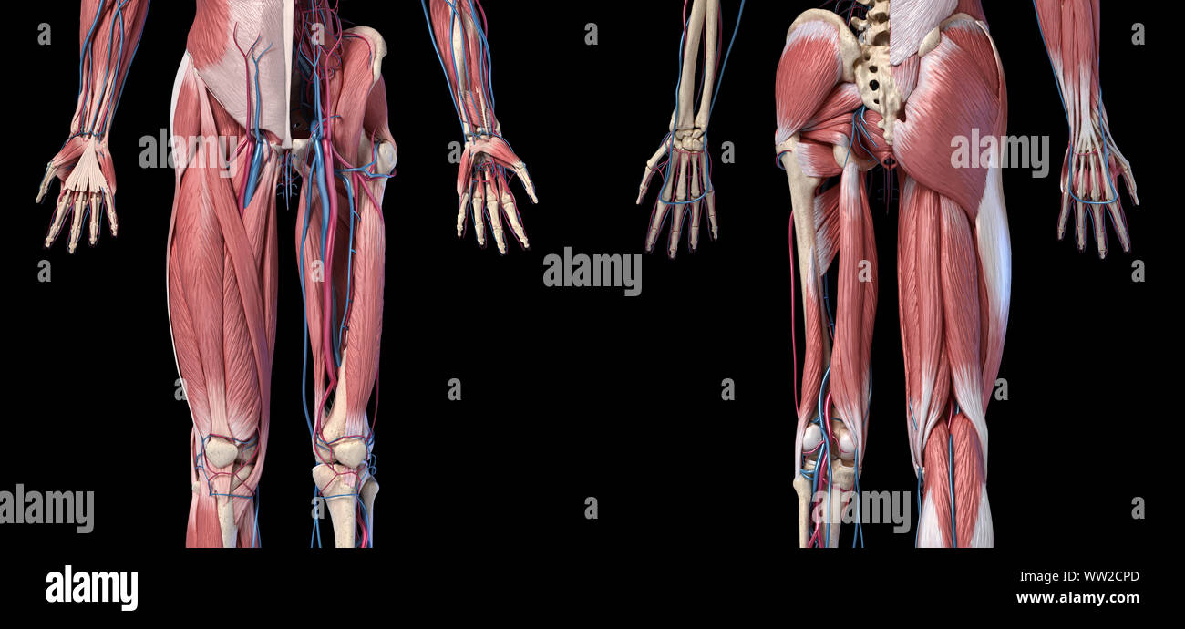 Der menschlichen Anatomie, Gliedmaßen und hip Skelett, Muskulatur und Herz-Kreislauf-System, mit sub Schichten Muskeln. Front- und Rückansicht, auf schwarzem Hintergrund. 3d Stockfoto