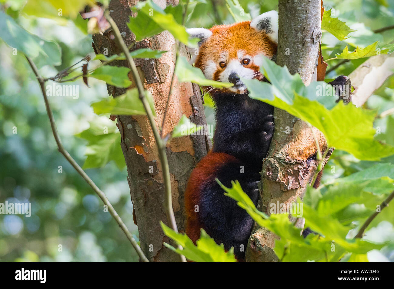 Red panda liegen auf dem Baum mit grünen Blättern. Cute Pandabär im Lebensraum Wald. Wildlife Szene in der Natur, Chengdu, Sichuan, China. Stockfoto