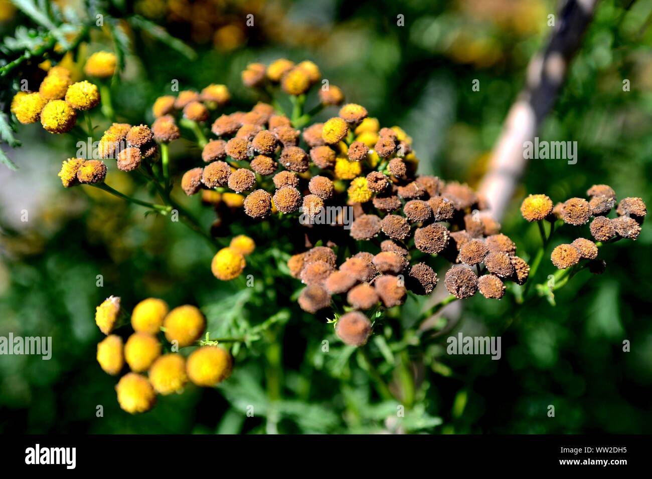 Tanacetum vulgare botanische illustration Fotos und Bildmaterial in