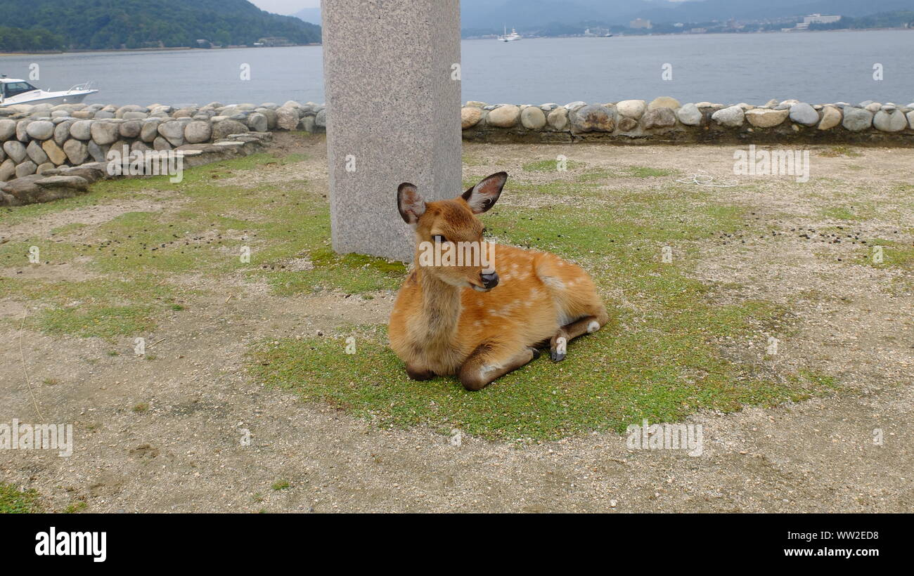 Sika deer in Ruhestellung Stockfoto