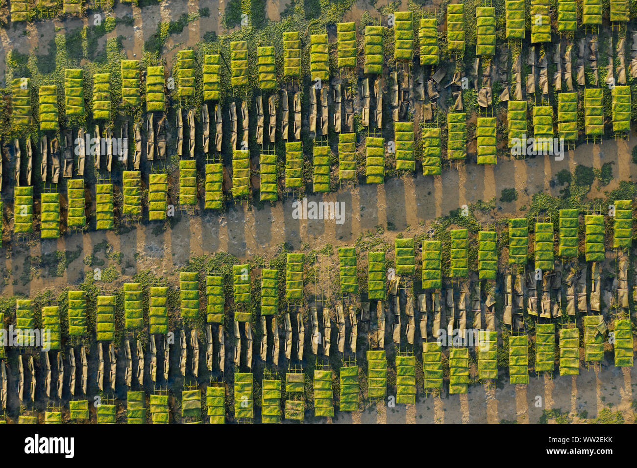 Austern farm Zeilen in der Nähe von Lagos, Algarve, Portugal Antenne drone Ansicht Stockfoto