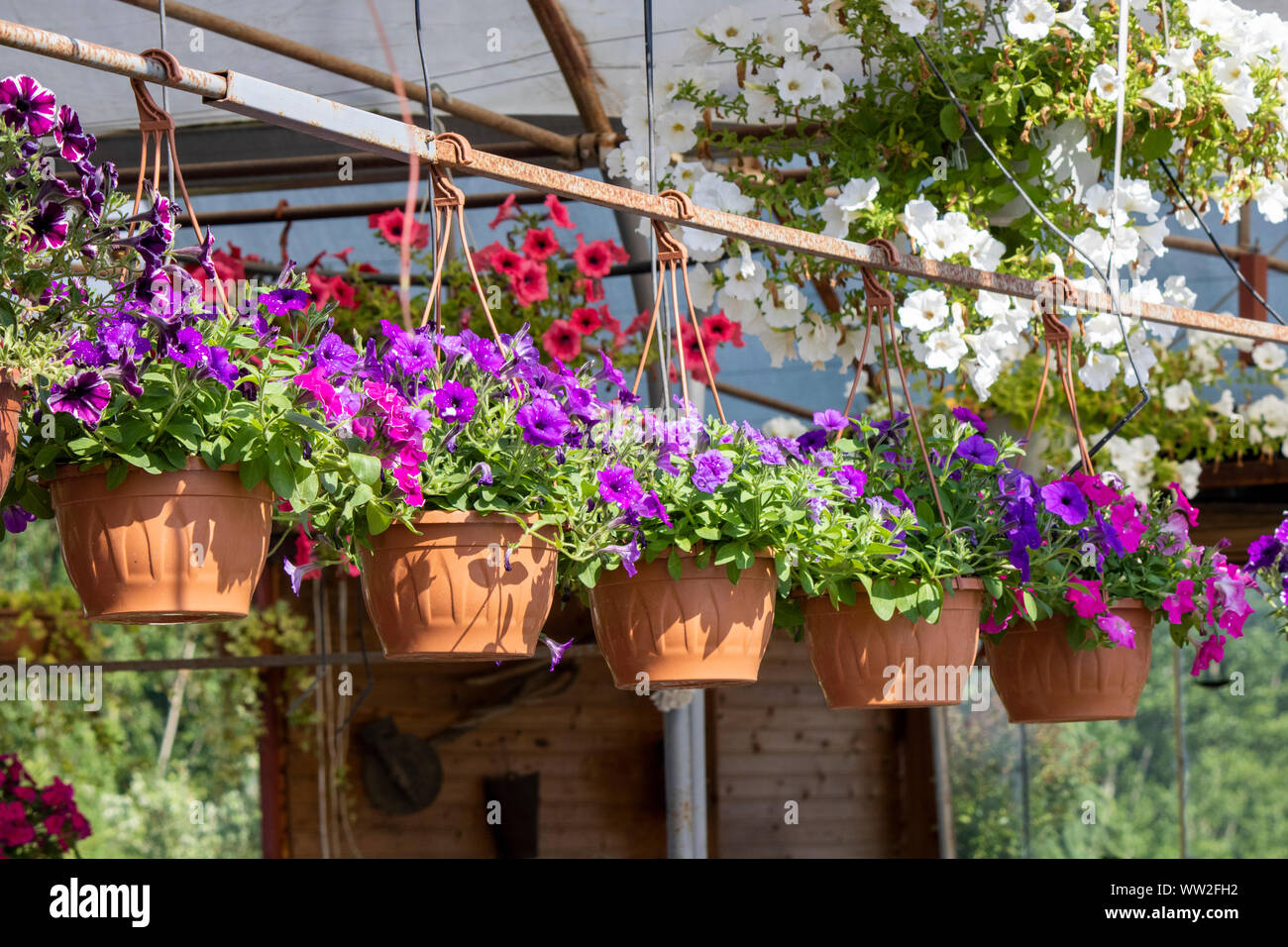 Petunia Blüten in verschiedenen Farben sind in Töpfen eingehängt. Stockfoto