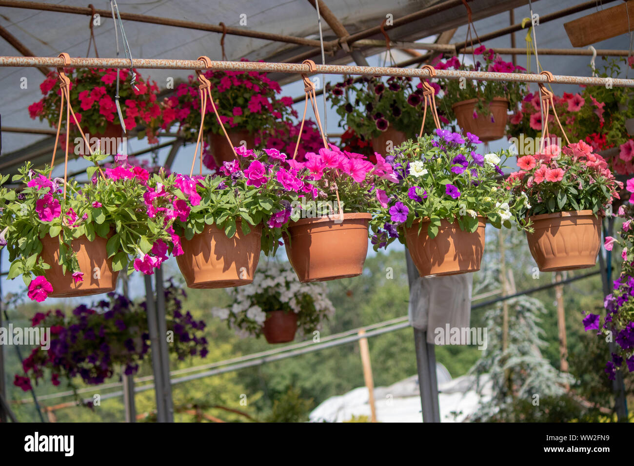 Petunia Blüten in verschiedenen Farben sind in Töpfen eingehängt. Stockfoto