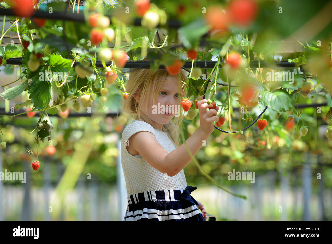 Ein junges Mädchen picks Erdbeeren und andere Früchte, die während eines Besuchs auf einem Bauernhof in der Nähe von Edinburgh, Schottland Stockfoto