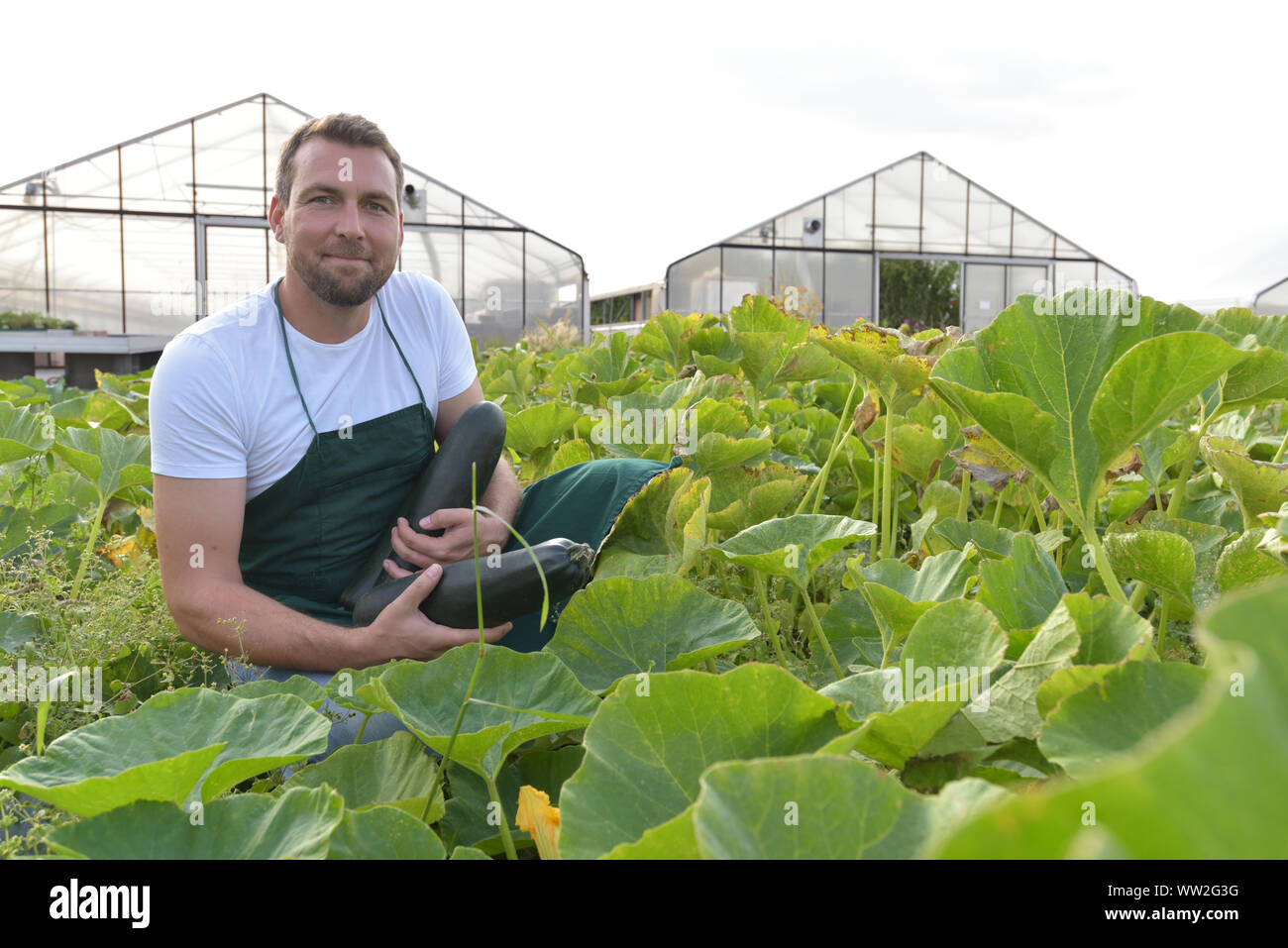 Bauern ernten Zucchini auf pflanzlicher Bereich der Farm Stockfoto