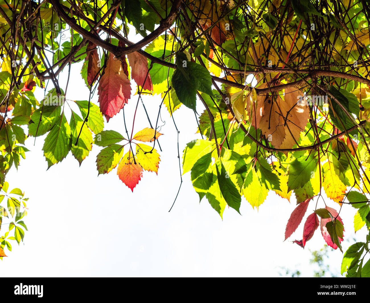 Natürliche Hintergrund - bunte Blätter im Herbst von Parthenocissus Anlage und blauer Himmel Stockfoto