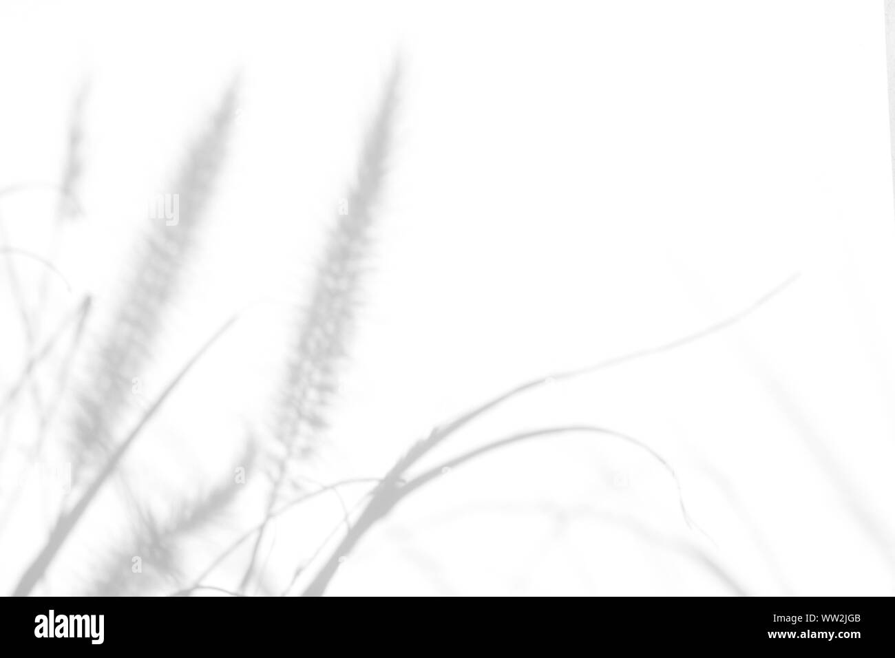 Overlay für Foto. Graue Schatten der zarten Gras auf eine weiße Wand. Abstrakten neutralen Charakter Konzept Hintergrund. Platz für Text. Unscharfe, def Stockfoto