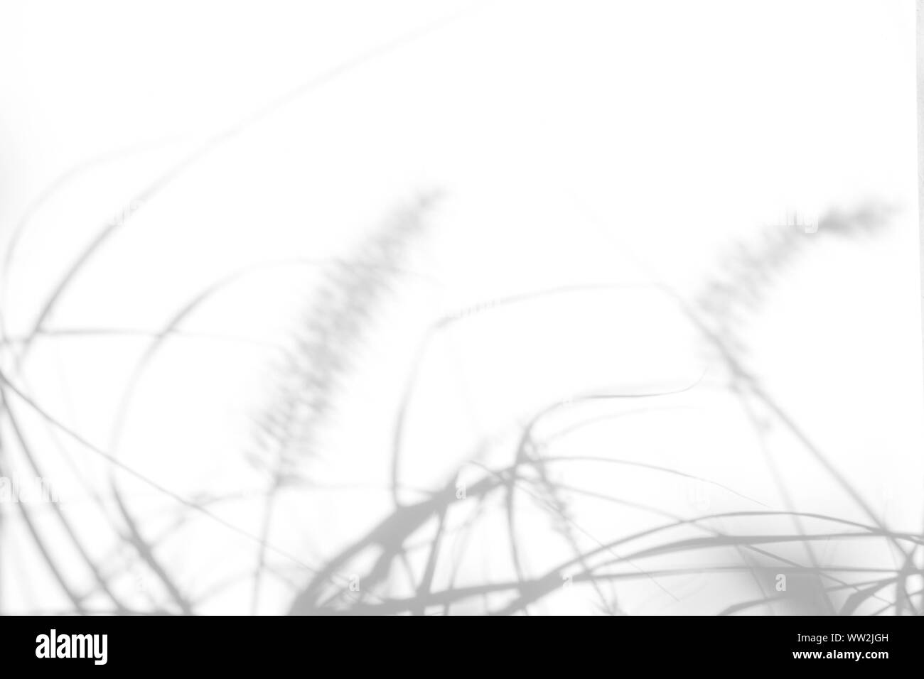 Overlay für Foto. Graue Schatten der zarten Gras auf eine weiße Wand. Abstrakten neutralen Charakter Konzept Hintergrund. Platz für Text. Unscharfe, def Stockfoto