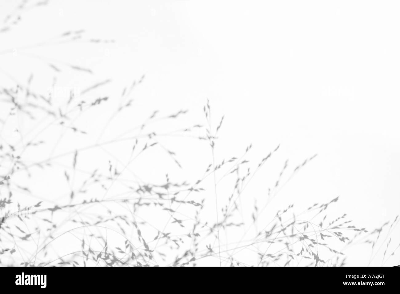 Overlay für Foto. Graue Schatten der zarten Gras auf eine weiße Wand. Abstrakten neutralen Charakter Konzept Hintergrund. Platz für Text. Unscharfe, def Stockfoto