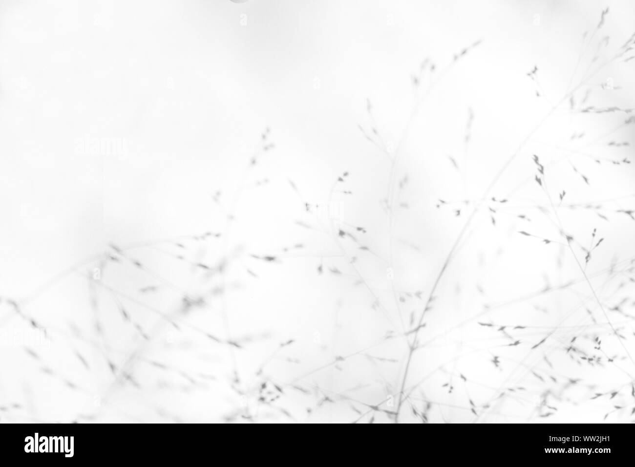 Overlay für Foto. Graue Schatten der zarten Gras auf eine weiße Wand. Abstrakten neutralen Charakter Konzept Hintergrund. Platz für Text. Unscharfe, def Stockfoto