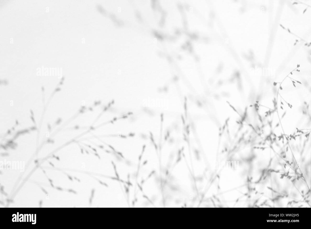 Overlay für Foto. Graue Schatten der zarten Gras auf eine weiße Wand. Abstrakten neutralen Charakter Konzept Hintergrund. Platz für Text. Unscharfe, def Stockfoto