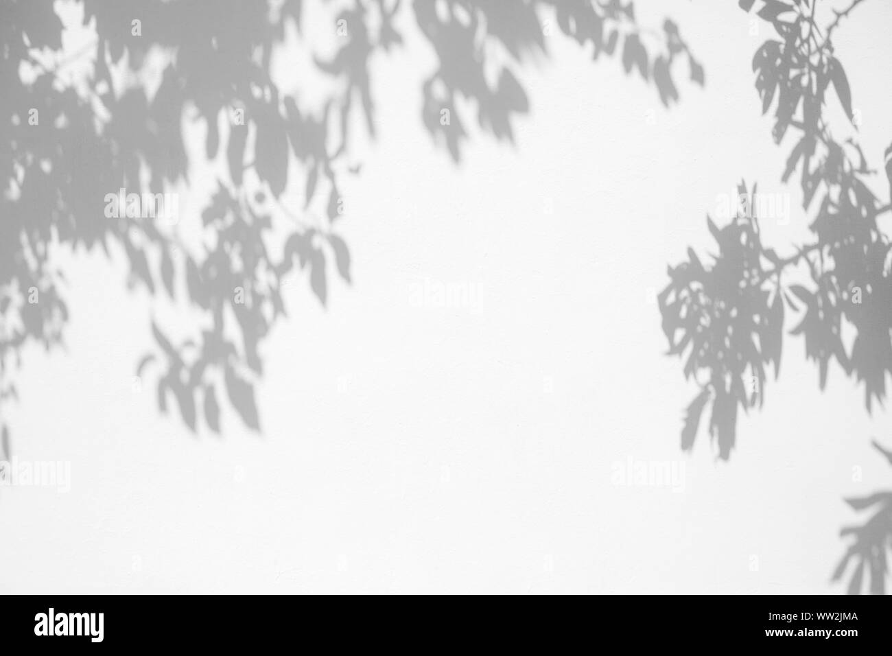 Overlay für Foto. Graue Schatten der Blätter auf eine weiße Wand. Abstrakten neutralen Charakter Konzept Hintergrund. Platz für Text. Stockfoto