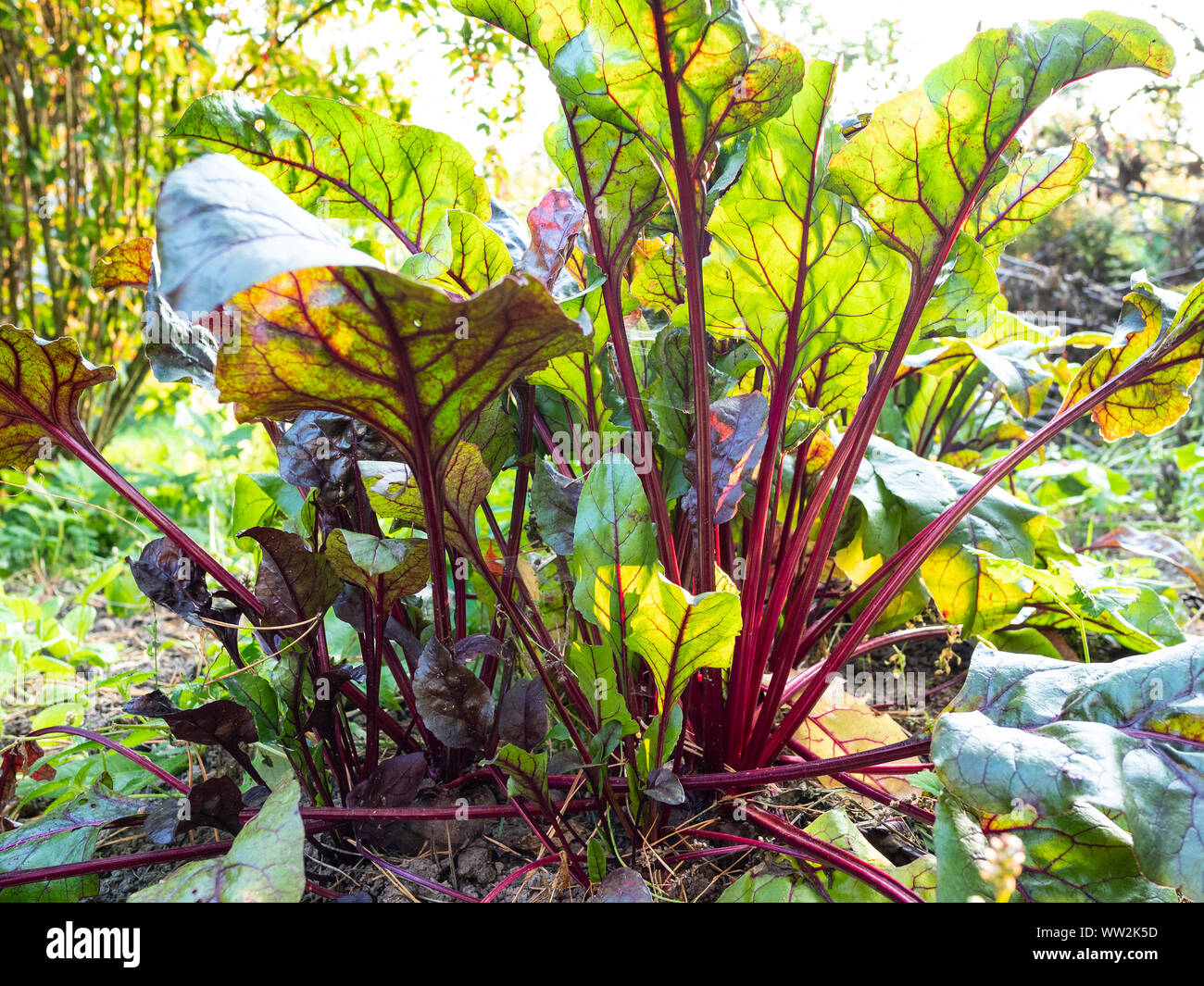 Ansicht von unten frische Tops von Rote Beete im Garten Stockfoto