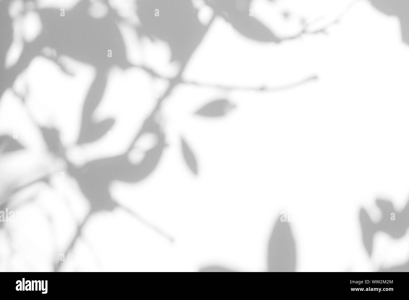 Overlay für Foto. Graue Schatten der Blätter auf eine weiße Wand. Abstrakten neutralen Charakter Konzept verschwommenen Hintergrund. Platz für Text. Stockfoto