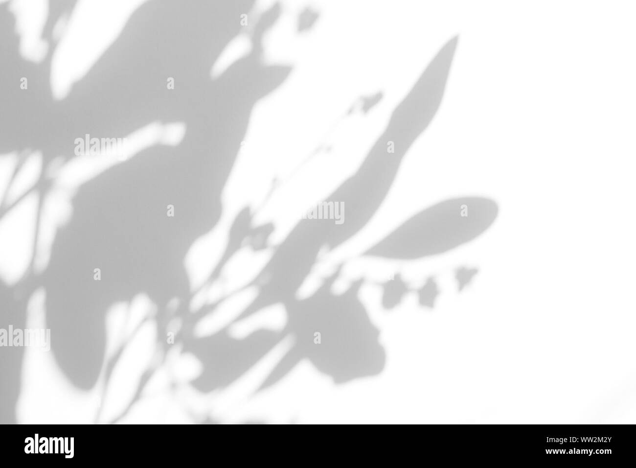 Overlay für Foto. Graue Schatten der Blätter auf eine weiße Wand. Abstrakten neutralen Charakter Konzept verschwommenen Hintergrund. Platz für Text. Stockfoto