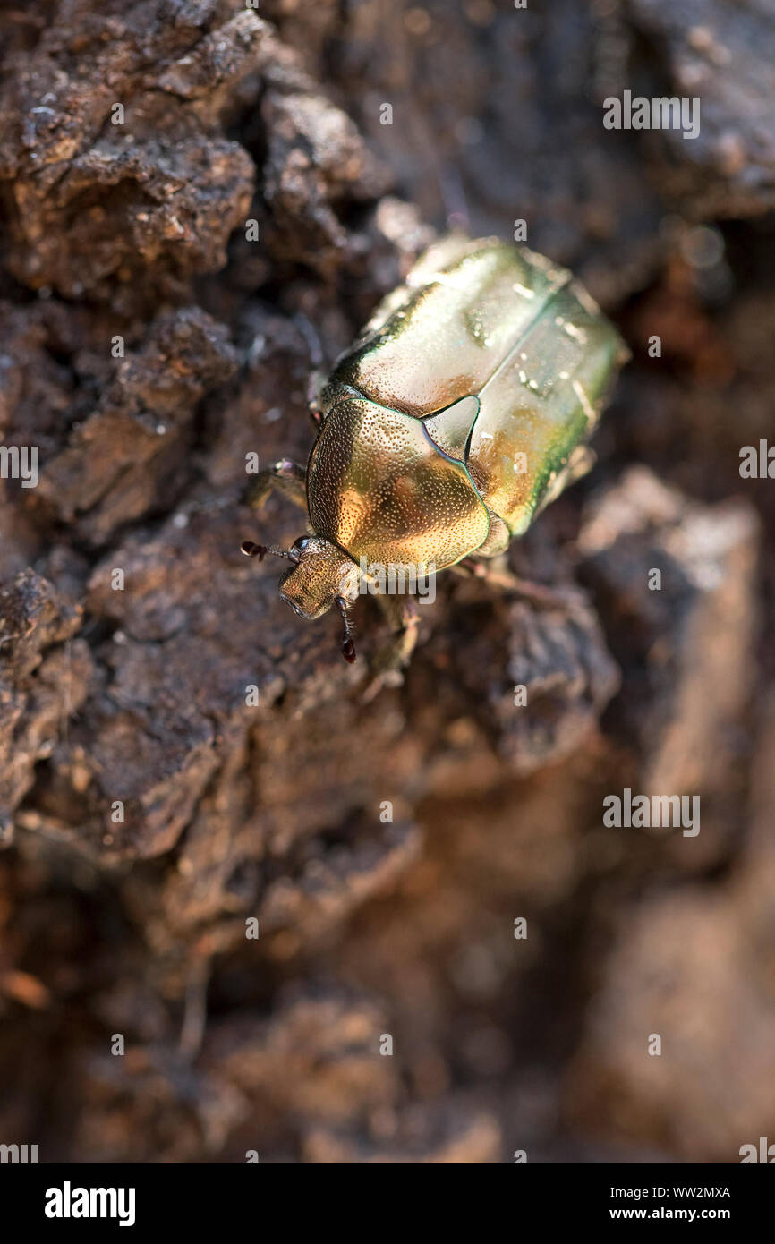 Rose Chafer (Cetonia Aurata) Stockfoto